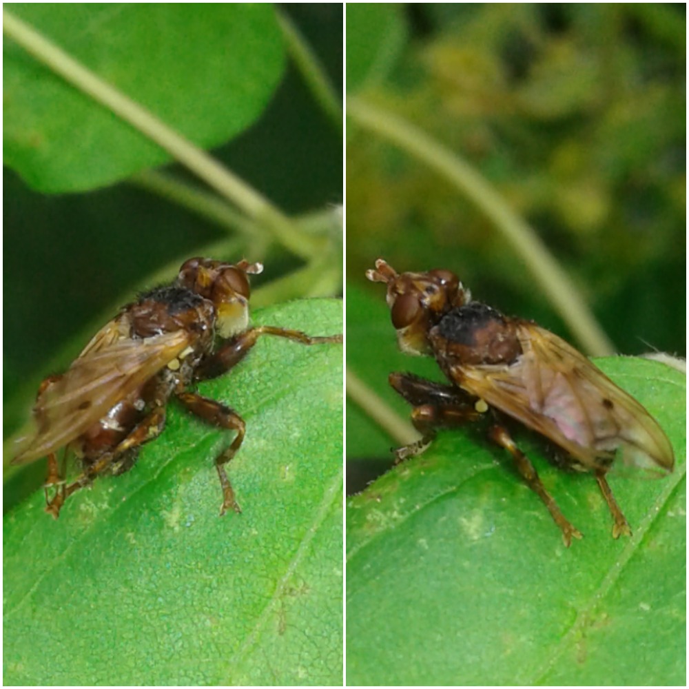 Myopa sp. (Conopidae)?  S